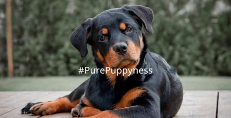 history of rottweiler