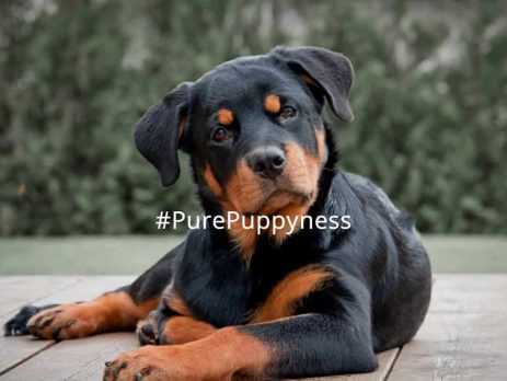 history of rottweiler