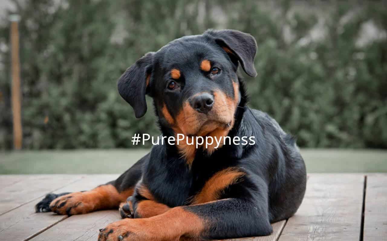 history of rottweiler