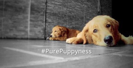 History of the Golden Retriever