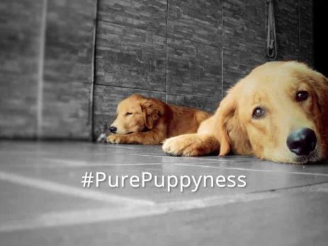 History of the Golden Retriever