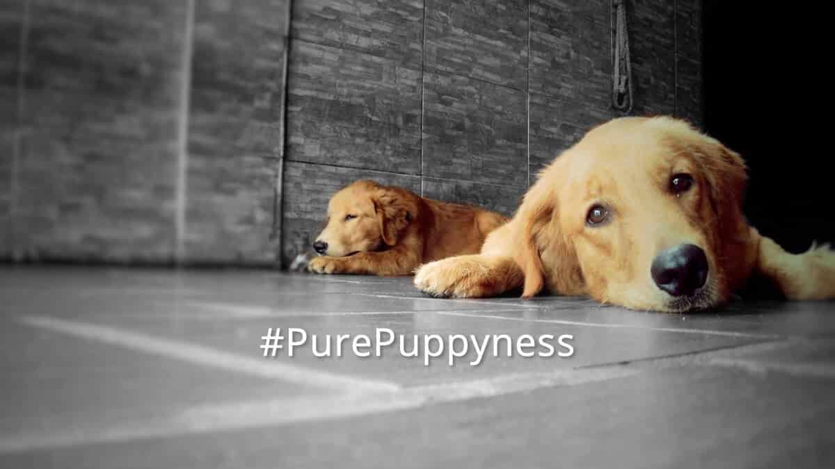 History of the Golden Retriever