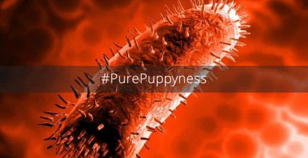 What You Should Know About Rubies