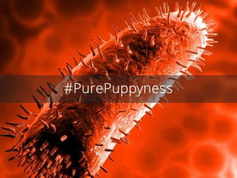 What You Should Know About Rubies