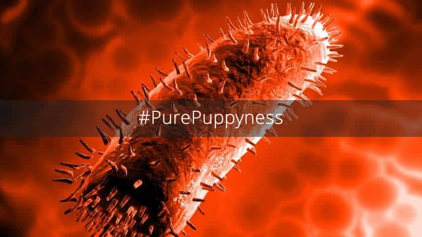 What You Should Know About Rubies