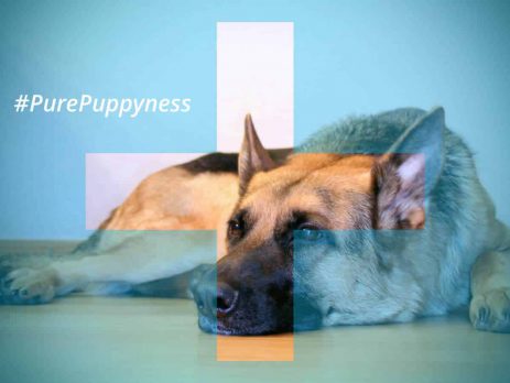 the yearly medical checkoup - german shepherd | newdoggy