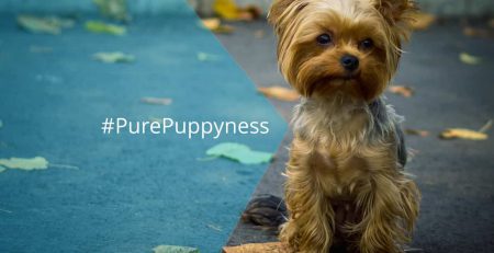 History of the Yorkshire Terrier