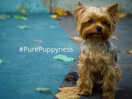 History of the Yorkshire Terrier