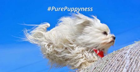 Hurricane Matthew and Evacuating with Your Dog