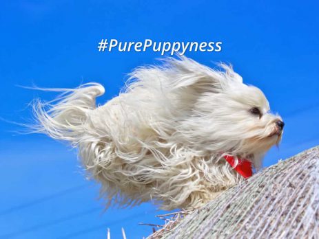 Hurricane Matthew and Evacuating with Your Dog