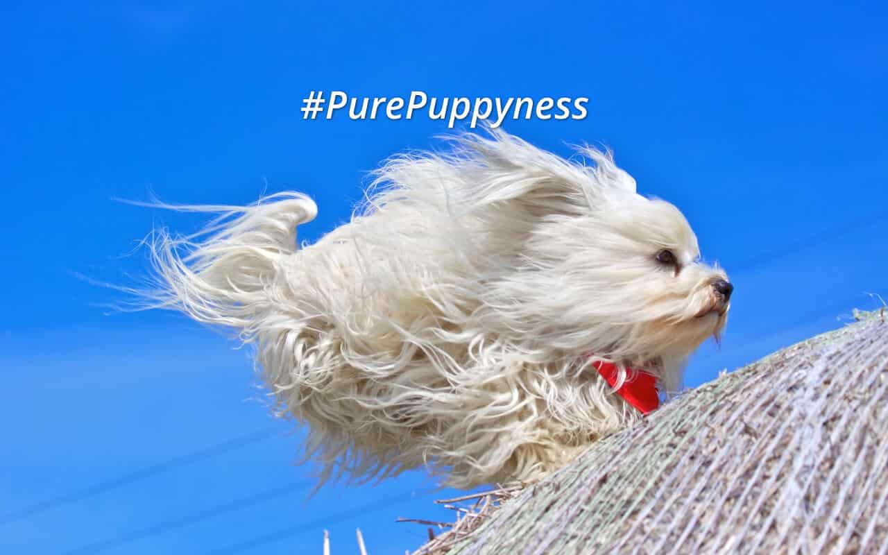 Hurricane Matthew and Evacuating with Your Dog