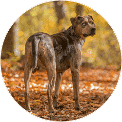 louisiana-catahoula-leopard-dog