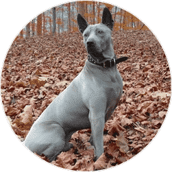 thai_ridgeback
