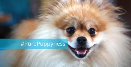 History of the German Spitz