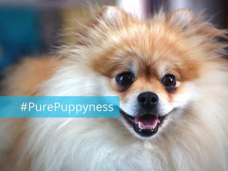 History of the German Spitz