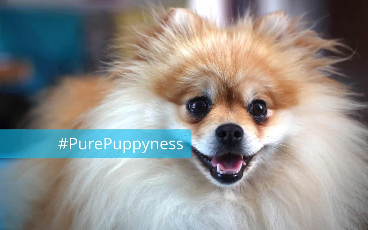 History of the German Spitz