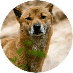 new-guinea-singing-dog