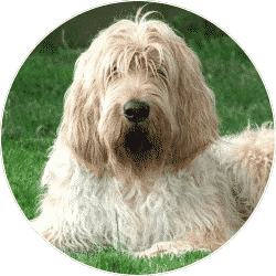 otterhound-your