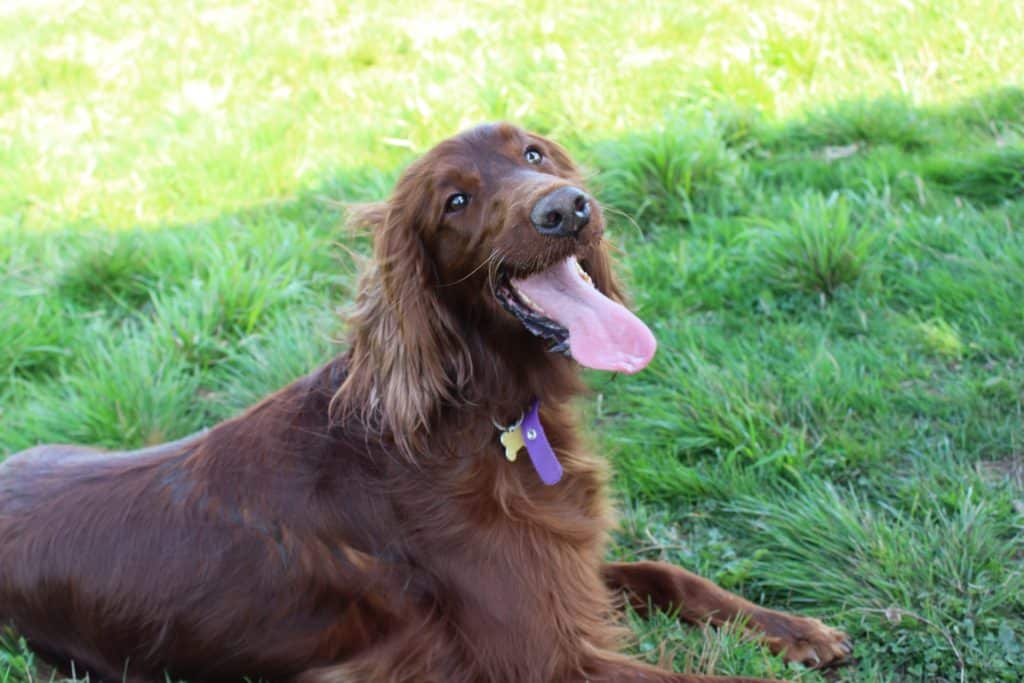 Irish Setter breed info NewDoggy.com