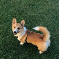 Maximilian Corgi Kristina