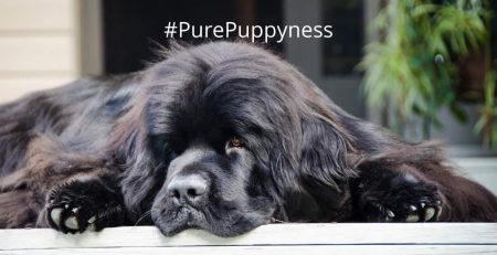 Newfoundland breed indo NewDoggy.com