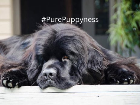 Newfoundland breed indo NewDoggy.com