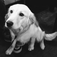 Snowy Abhishek Mysore