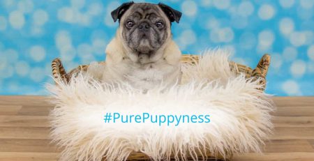 real-cost-of-owning-a-dog