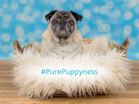 real-cost-of-owning-a-dog