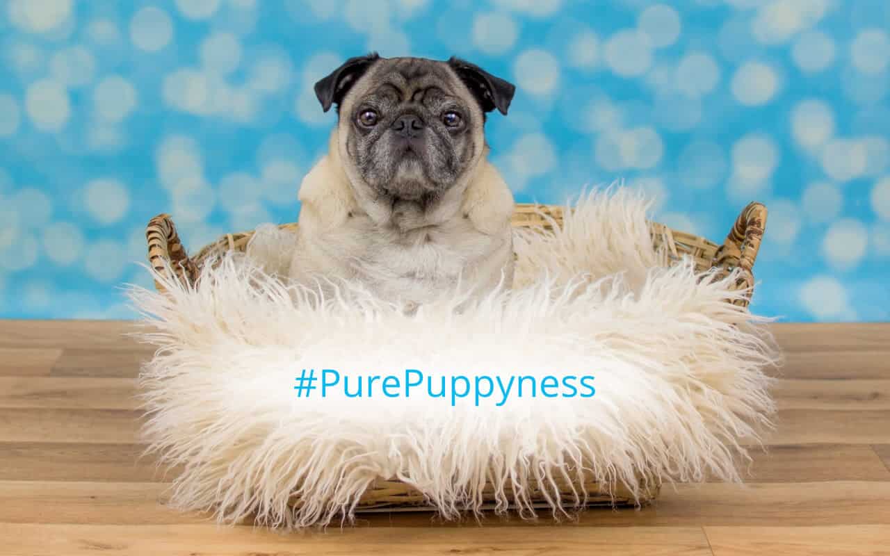 real-cost-of-owning-a-dog