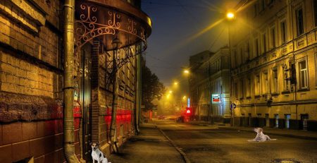 The stray dogs of Moscow