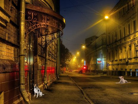 The stray dogs of Moscow