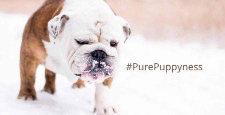 Resolutions you made that your dog will love