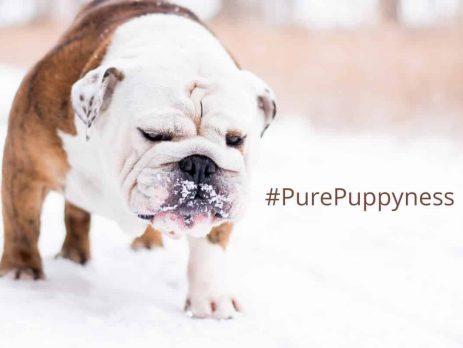 Resolutions you made that your dog will love