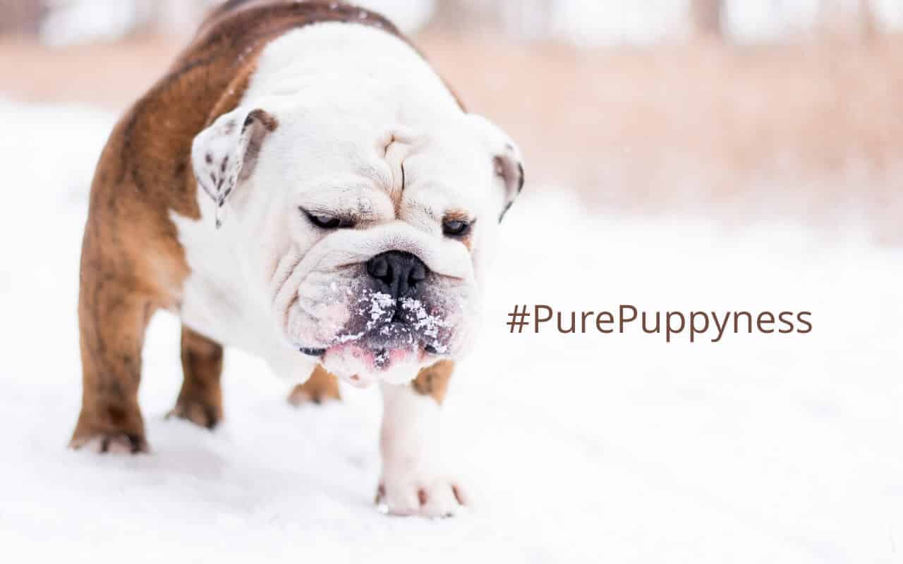 Resolutions you made that your dog will love