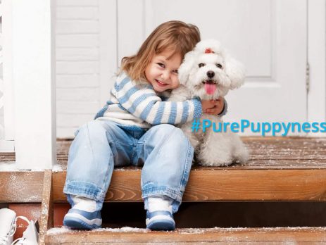 why do you need a dog