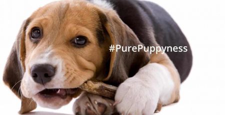 Dog Oral Hygiene and Dentistry