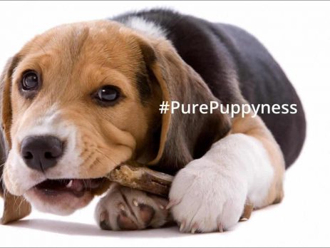 Dog Oral Hygiene and Dentistry