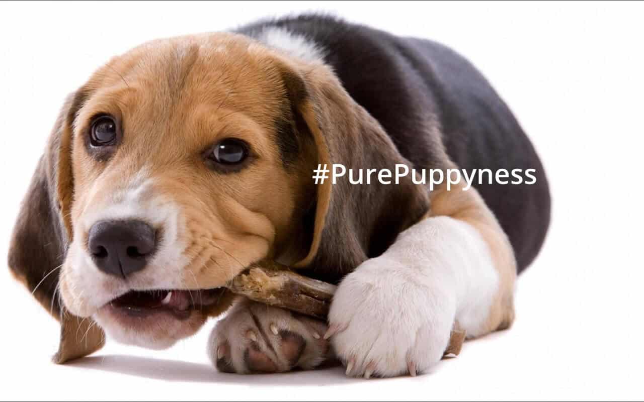 Dog Oral Hygiene and Dentistry