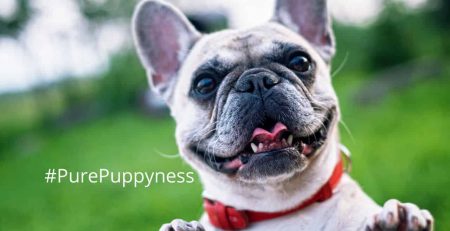 french bulldog right for me