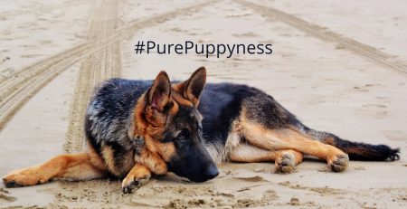 Should I get a German Shepherd