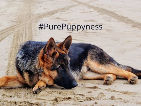 Should I get a German Shepherd