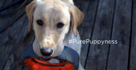 get a labrador retriever