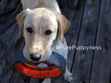 get a labrador retriever