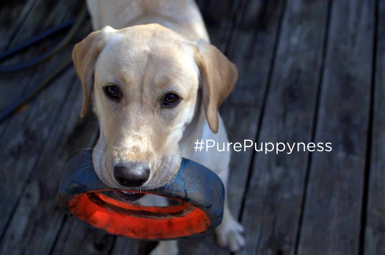 get a labrador retriever