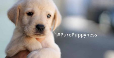 finding the right puppy