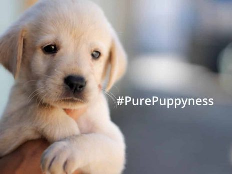 finding the right puppy