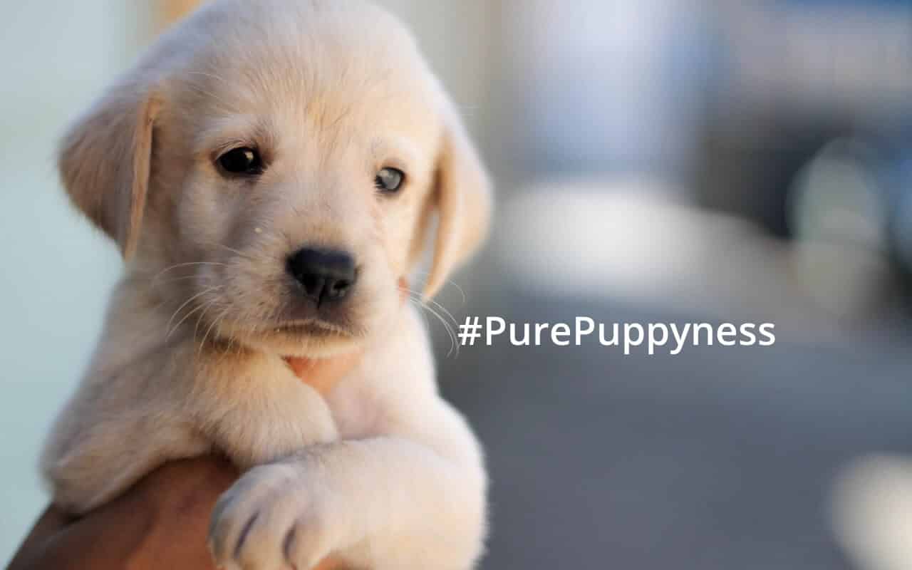 finding the right puppy