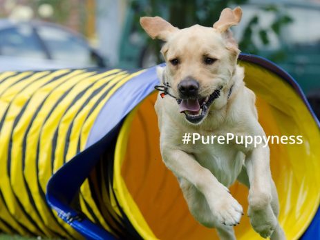 5 things you can teach your dog