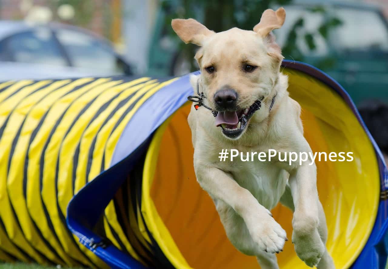 5 things you can teach your dog